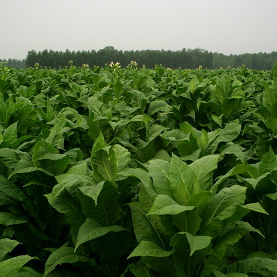Exportadores de nicotina líquida pura